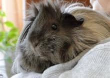 świnka-morska-pędzel