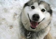 alaskan