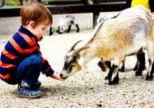 dziecko-w-zoo