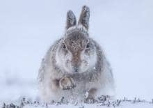 „Fotografia Dzikiej Przyrody 2015”