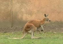 Niedziela w paski w łódzkim zoo