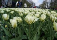 keukenhof