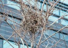 Ptasio i poWol IV – parki Szymańskiego i Sowińskiego