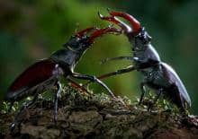 Seans "Mikrokosmos" dla dzieci