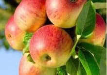 Kulinarne warsztaty szarlotkowe!