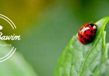 BAWIM BAWIM – ZAJĘCIA DLA DZIECI I RODZICÓW