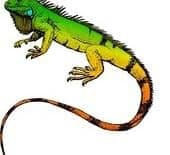 Rodzinny pokaz "Zadziwiające gady"