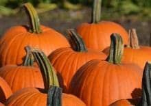 Święto Dyni w Badecie