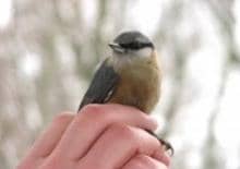 Zimowe spotkania ornitologiczne