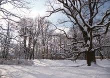 Flora w zimowej szacie