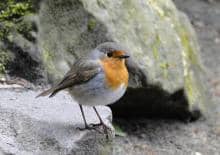 Badacze przyrody - spotkania dla dzieci w Wilanowie