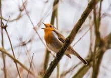 Zajęcia wokalne dla rodziców - kołysanki w kawiarni Wolna Przestrzeń