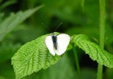 Morysin- warsztaty przyrodniczo-naukowe dla dzieci