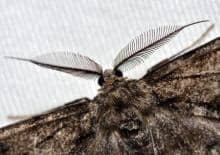 Nocne świecenie na owady - Zielona Łódź zaprasza