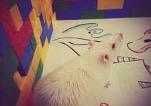 Co ci siedzi w genach? Warsztaty naukowe dla dzieci