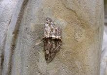 Wieczorna wyprawa w poszukiwaniu owadów - Wilanów