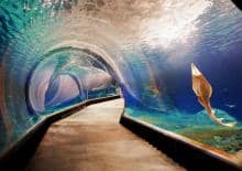 Wieczorne zwiedzanie Afrykarium