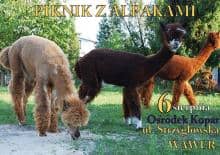 Piknik z alpakami