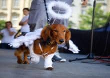 Marsz jamników 2017