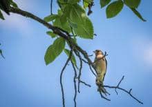 Obserwacje ornitologiczne dla dzieci - Wilanów