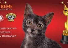 Międzynarodowa Wystawa Kotów Rasowych