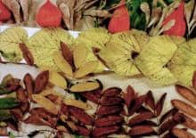 Dzień Liścia - rodzinne warsztaty weekendowe