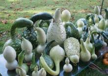 XIV Dolnośląski Festiwal Dyni