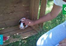 Akademia Zwierzaka dla Szkolniaka - jak opiekować się świnką morską?