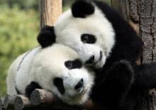 Poranek z Pandą - spotkania dla dzieci o chińskiej kulturze