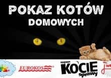 Pokaz Kotów Domowych