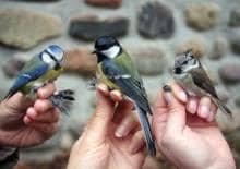 Zimowa Niedziela z Ptakami - pokazy obrączkowania