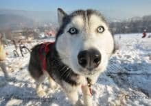 Rodzinny weekend z Klubem Sportowym Psich Zaprzęgów Polarex