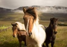 Zwierzęta, które zmieniły bieg historii - rodzinny pokaz naukowy