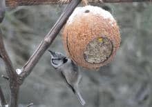 Ekologiczne karmniki dla ptaków - warsztaty rodzinne