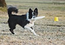 Pies w pracy: zwierzakowe warsztaty