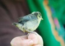 W świecie zwierząt - Wilanowski Klub Przyrodniczy