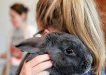 Królicze warsztaty - spotkania weterynaryjne dla dzieci