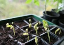 Miejskie Ogrodnictwo - ogródki parapetowe, warsztaty