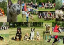 Pies na medal - IV Sportowy Piknik z Psem na Bemowie
