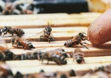 Tajemnice pszczelego ula - warsztaty dla dzieci z żywymi owadami