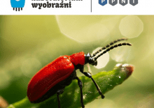 Pytamy żuka, co piszczy w trawie. Warsztaty przyrodnicze.