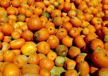 Święto Dyni oraz Targ Jesienny - Folwark Bródno