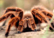 Ptasznikomania - spotkanie z pająkiem ptasznikiem