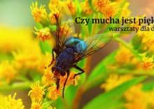 Warsztaty przyrodniczo-plastyczne "Czy mucha jest piękna?"