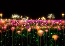 Ogrody Światła - Warszawa, Wałbrzych, Płock