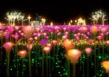 Królewski Ogród Światła - edycja 2020