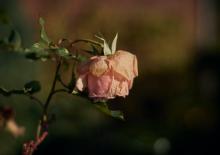 kiedy dajesz z siebie zbyt wiele może przyjść wypalenie rodzicielskie